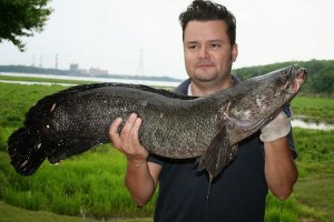 Luis Aragon 17 lb 12 oz Offical World Record Northern Snakehead Caugth May 2014