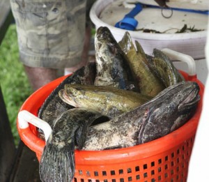 Bukket of Snakeheads at weigh-in