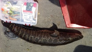 4 lb. female snakehead about 22"