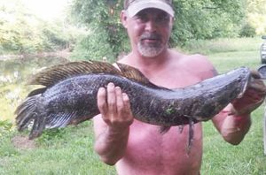 Carl "Junebug" Broyles with his 31" Snakehead caught June 2016 in the Rhappahanock River