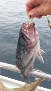 A nice 2-3lb Blue Rock Cod caught off Caramel, California on live squid.