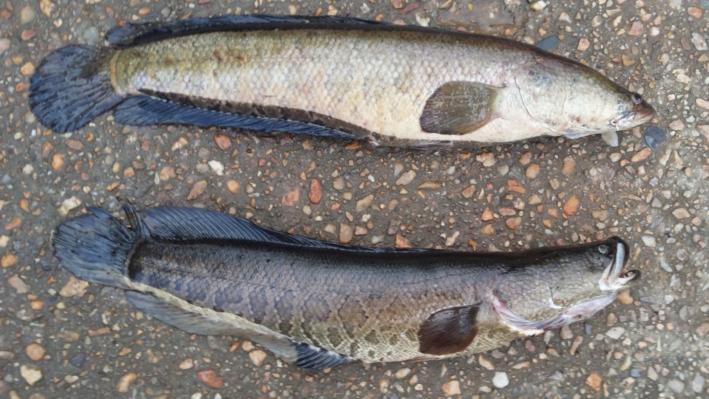 are snakehead fish edible